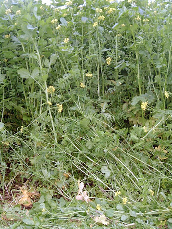 Herbe